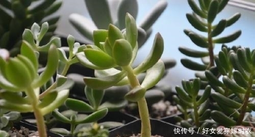  做忌|养多肉植物，做忌3点，难怪一养就徒长，现在改正还不晚