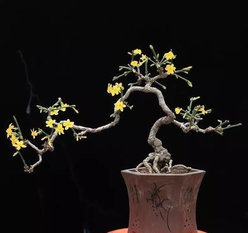  「身价」这六种植物越养越值钱，在家养几年，身价猛涨几倍！你家养了几种