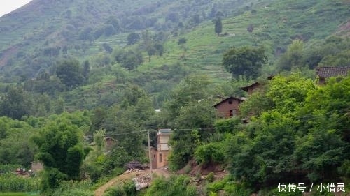  #植物#农村这种树因皮而贵, 内含“银丝”, 被称植物黄金, 有人