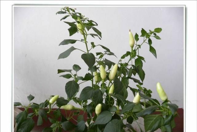  【种植】阳台上种植辣椒，开花的时候美，吃的时候爽