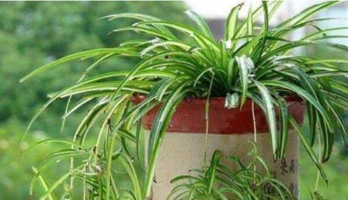 『扦插』吊兰一盆变10盆,根本不用扦插,丢水里就能生根!