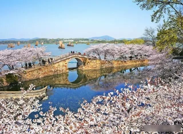  「樱花」中国这些花开成海的地方，美极了