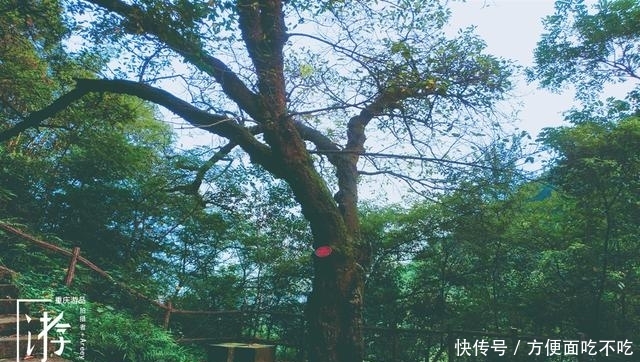 只知道重庆南山“一棵树”？其实，这里还有“壹碗水”