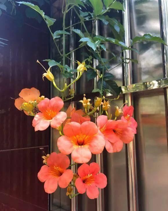  家里■家里养这几种爬藤植物，整面墙全是花