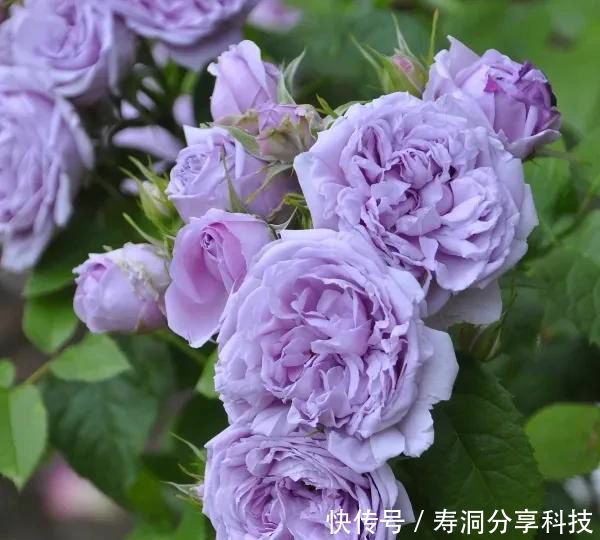 「品种」梦幻悠长,无法抗拒,月季的那抹蓝紫色美得清凉又高级!