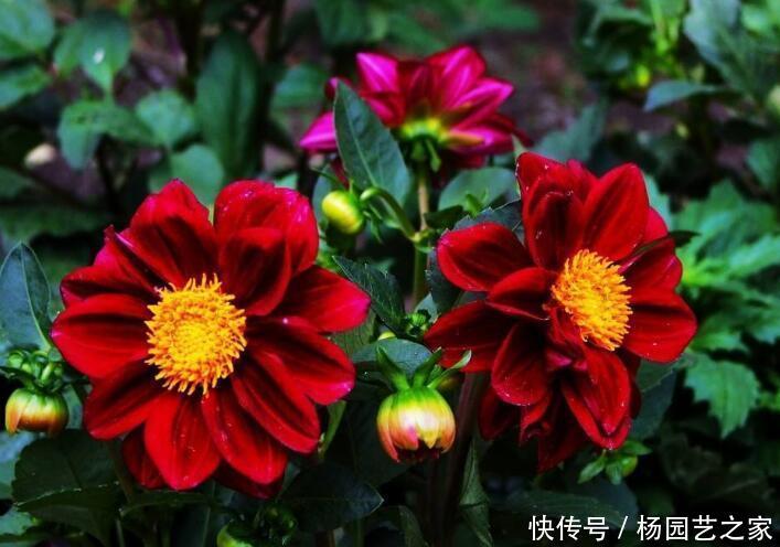  『漂亮』几种花界中的“女神”，漂亮好养开花多，长得旺喜爆盆，你养过吗