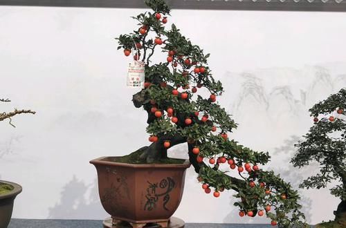  『想学』想学做盆景，这些基础要打牢，要不然多走很多弯路，做盆景不简单