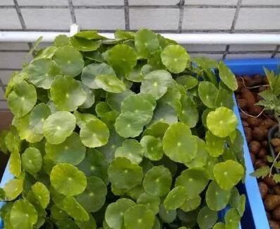  『花草』这3种花，就喜欢淋雨，越淋雨长得越快，叶子窜满盆，开花多！