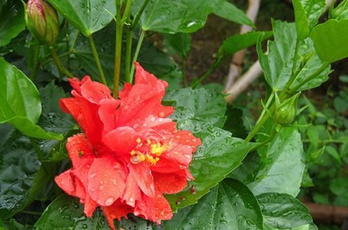  「芹叶牡丹」喜欢菊花，首选“珍稀名菊”斗南的月，粉嫩妖娆，柔美雅致！