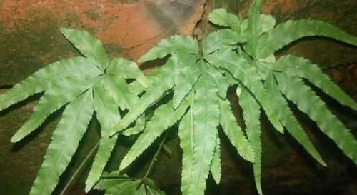  【凤尾】这种野草，若出现您家老井里，请保护好，目前价值珍贵