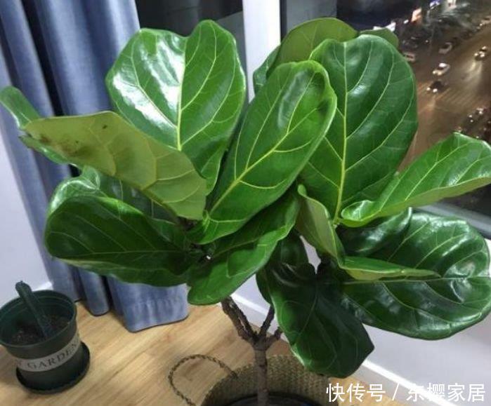  「富贵」几种旺运花，吉祥添富贵，迷人的花朵开满整个花盆，快养起来吧
