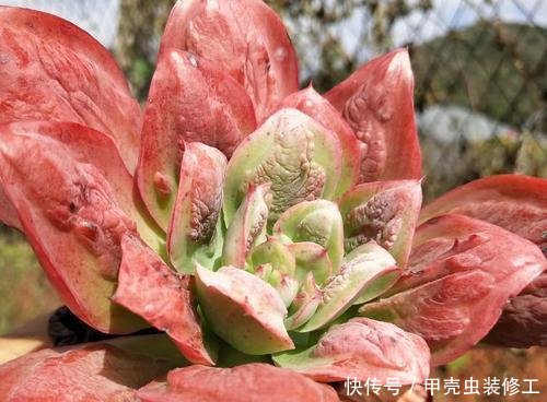【值钱】这些多肉,长的“疙疙瘩瘩”,丑到不敢看,但是养好了,却很值钱