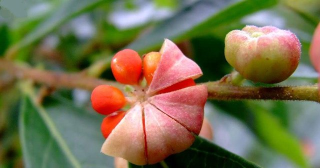  野果@农村遇见此野果，请珍惜，如今价值很高，80元一斤