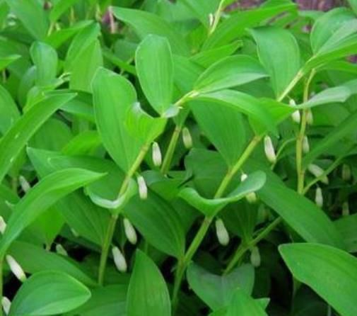  『良药』很多人家里的“盆栽”，竟是老中医的治病良药！基本家家都有！