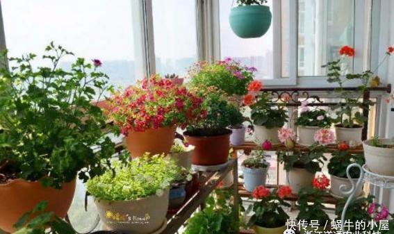  适合|封闭阳台通风差，不适合养花？错！注意这5点秒变花园！