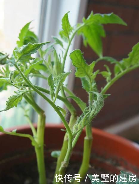  [抗旱能力]老花匠妙招，养绿萝文竹喂点阿司匹林，嗖嗖冒新芽，根儿挤破盆！