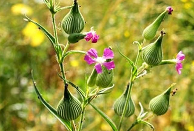 漂亮■农村的一种植物,看起来像《瓶子》。味道好,外观奇特,盆花漂亮