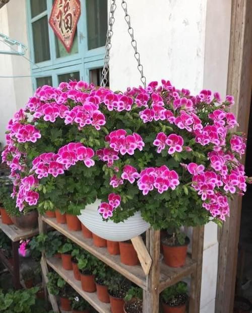  『多姿』春天养花，不如养这几款，花开似精灵飞舞，花色艳丽多姿，美