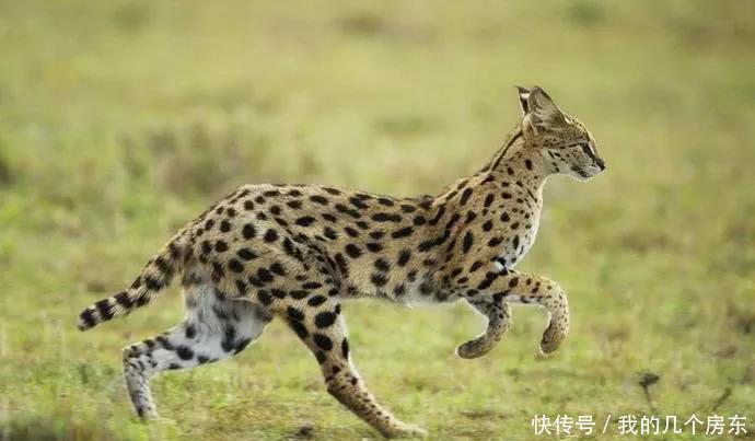 『价格』和这些猫比起来,布偶猫的价格,可真是亲民啊