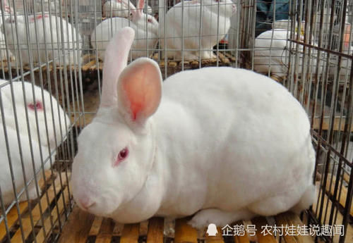 兔子价格高，一月能生一窝，以前经常养，为啥农民却不愿挣这笔钱