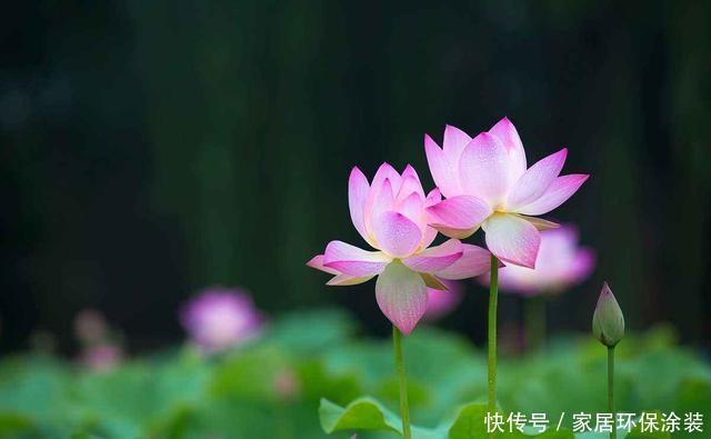  「对光照」这几种花最喜欢“晒太阳”，太阳正旺多晒晒，开花也能变多