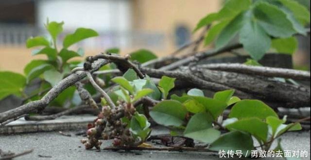 农村叫山猪粪的野草，以前不受重视，如今一斤60元是名贵草药