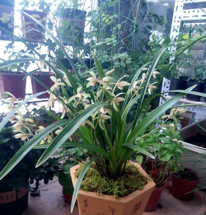  『超级』新手养兰花首选，物美价廉，多季开花，花香四溢飘满屋，超级好养