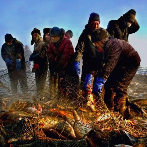 查干湖冬捕，头鱼比黄金都贵！差一块，100万！网友震惊