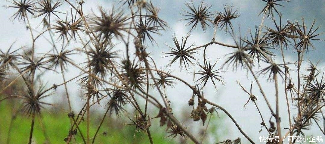 农村植物“小霸王”, 一株可结千颗籽, 过去当成害草, 现在却抢着