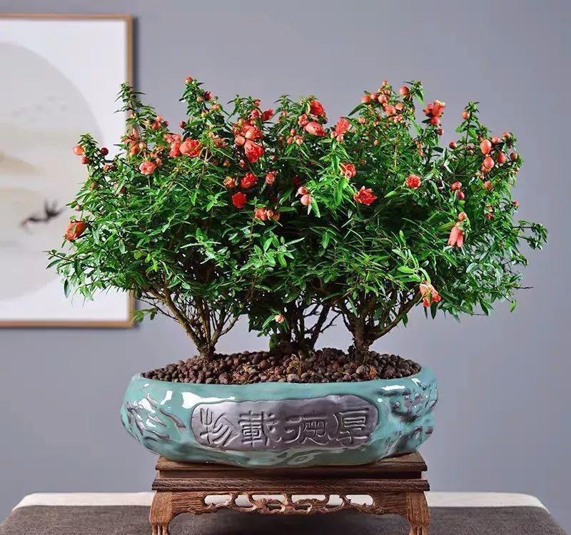 #排水良好#家里养棵守家树,镇宅又纳福,养得越久越吉祥,1盆能顶10盆