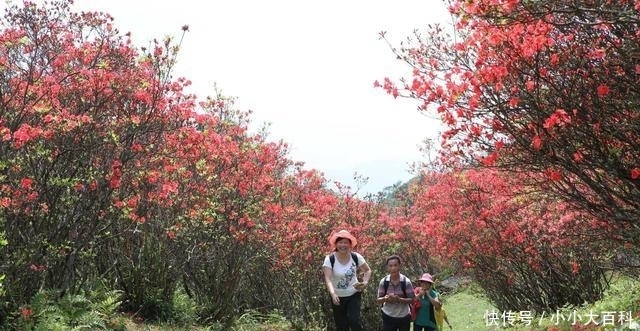 广西有座山，一到五月，漫山遍野，层林尽染