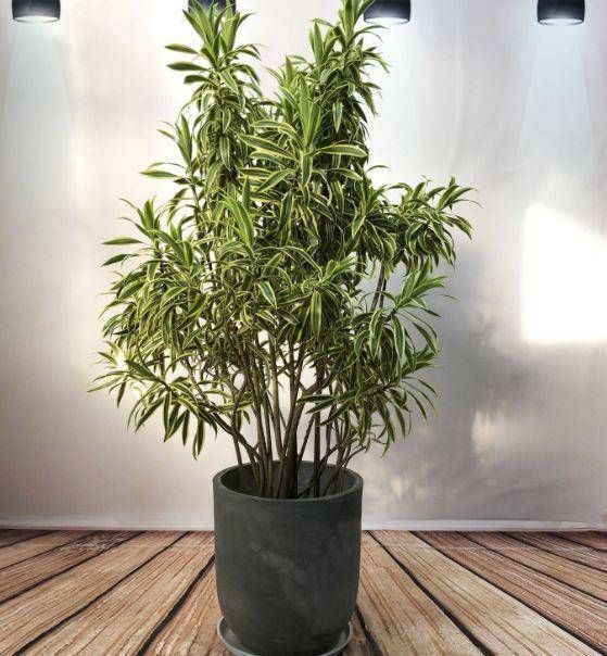  寓意|这4种“吉祥花”寓意富贵，养了就是赚了，家里人都受益