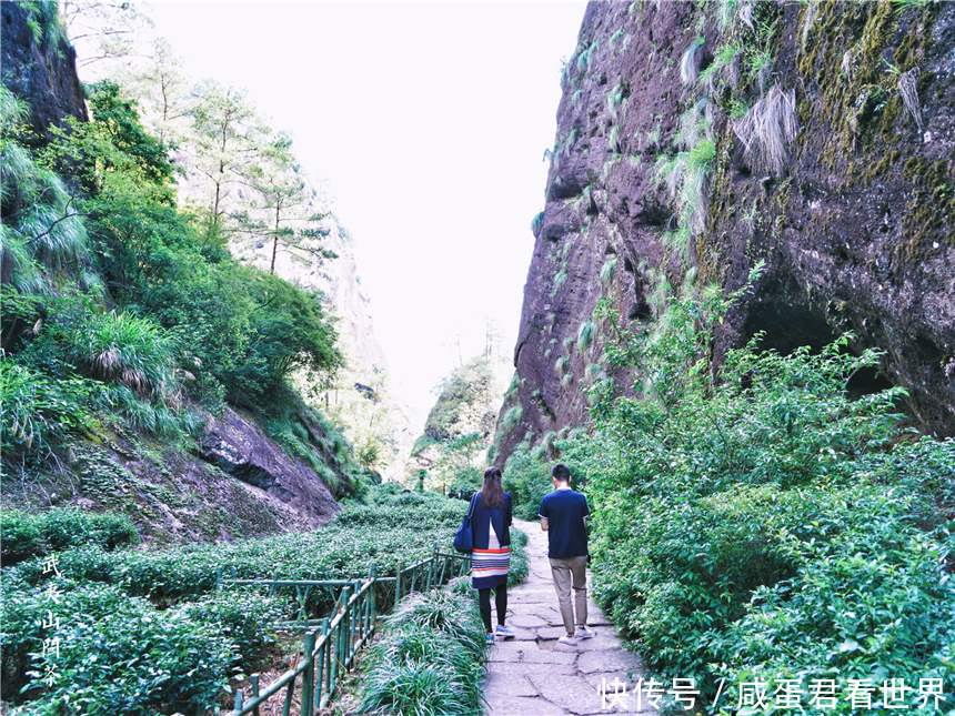  【派兵】福建武夷山最有名的三棵树，不仅派兵专门看守，还投保了一个亿