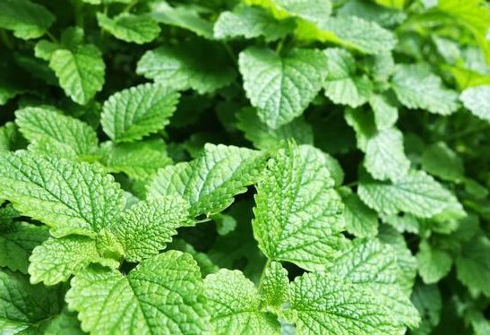 『家里』这些花朵就是天然的香水,除臭杀菌,空气更清新,家里蚊虫灭光光