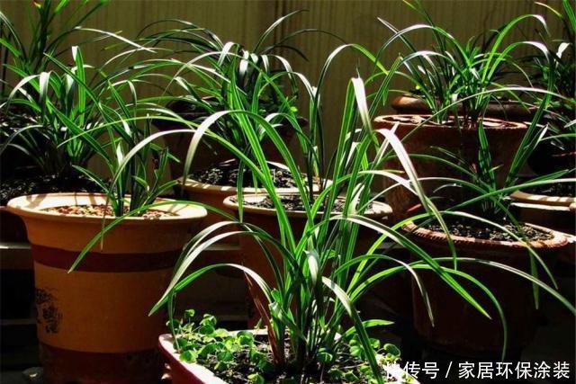  #都市#都市养兰难？跟大神学这“3招”，年年开花多，邻居也能闻到花香