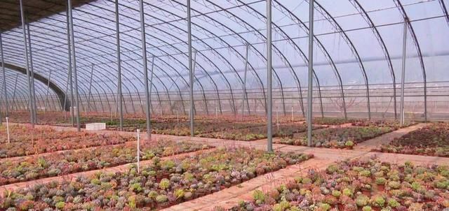  「年收入」丰县一小伙种植多浆植物，年收入达三十万！
