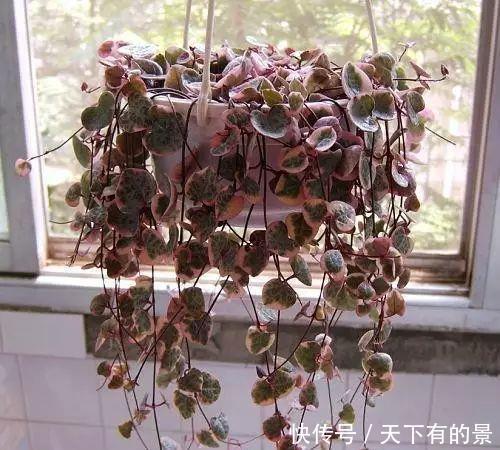 窗前■3种花适合吊起来养,挂在窗前,不占位置,好像绿窗帘!