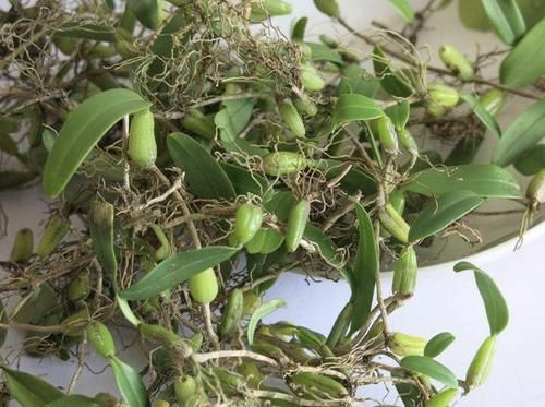  『种植物』岩石上，1种杂草“很独特”，其实珍贵，拔1棵少1棵，要保护！