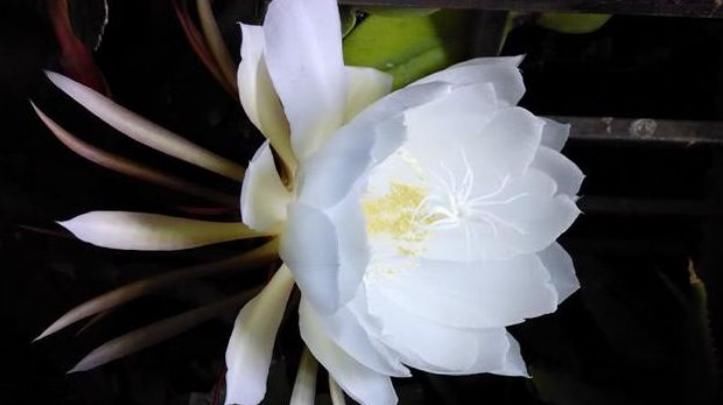  「喜欢」世上“公认最美”的2种花，谁见了都喜欢，第一种已经被迷住了！