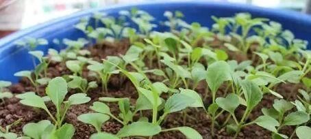  「种菜」在阳台花盆里种水果，果树下面种菜，收获好意外