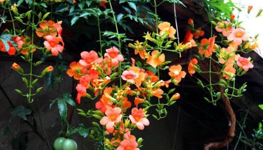  栀子花：养花很操心？5款“皮实”的花卉，花朵烂漫迷人，阳台开成小花园