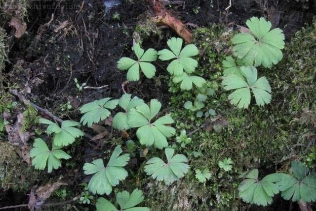  #人称#1种“野草”珍贵，1棵只有“1片叶”，人称“独叶草”，请珍惜！