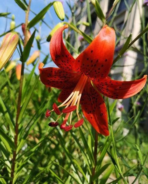  『虎皮』老家的“虎皮百合”，年年都开花，花瓣带斑点，还是一道美食