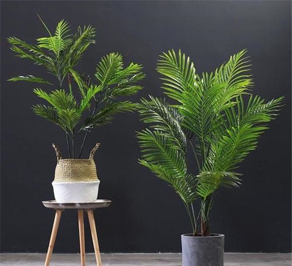  『植物』室内养花的6大优势，但这几种养起来很有挑战性的植物，看看你家有吗？