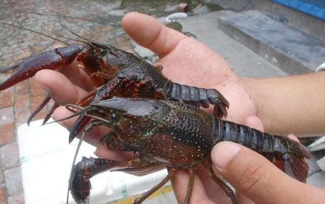  [大规格的小龙虾]小龙虾养殖的怪事：前期苗子很多的塘口却起不