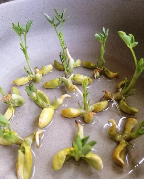  『把花生米』她用几粒花生米，种出一盆大花生，冒出来的豆芽根忒好看！