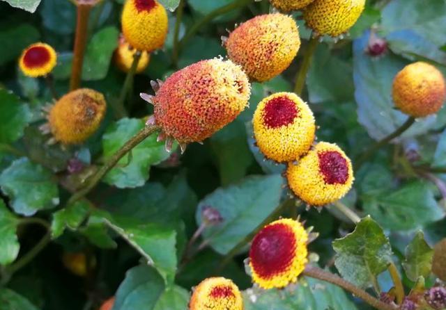  「纽扣」开花像纽扣又像糖果的桂圆菊，播种前后做好5点，开花鲜艳奇特
