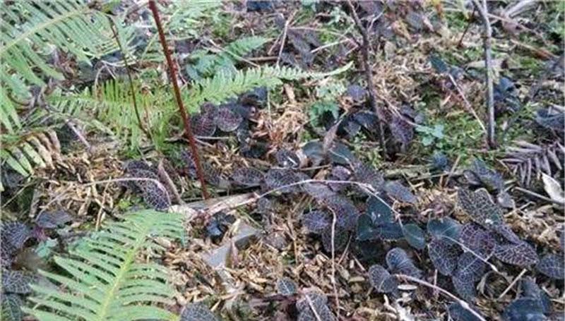  种植金线莲：价值不输西洋参，人称“金草”，一斤7百元，有人大量种植