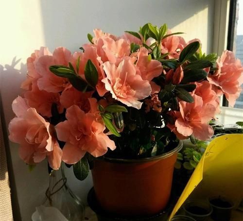  「盆栽植物」家家都有的天然“有机营养液”，能促根壮、促叶绿、促花开更多