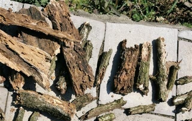  [上场]养兰花,派这棵“宝树”上场,不愁养不好,枝繁叶茂